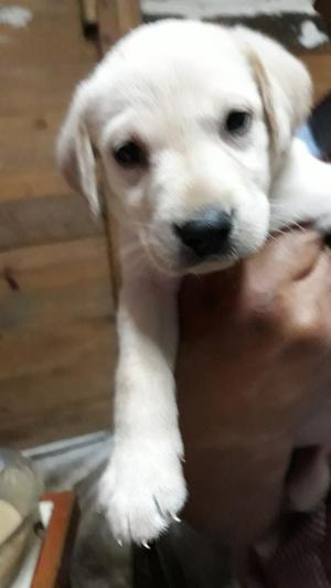 Cachorro Labrador