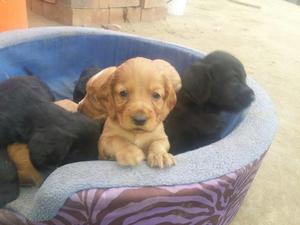 Cachorros Cocker Spanish