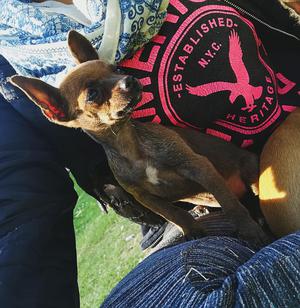 Chihuahua Arequipa