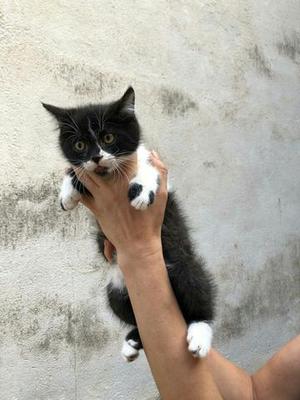 GATITO ANGORA BLANCO CON NEGRO MACHO HENBRA