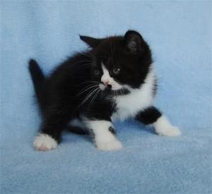 GATITO ANGORA NEGRO Y BLANCO MACHO HENBRA