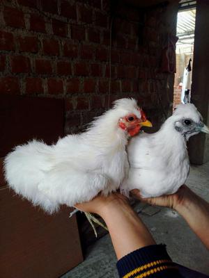 Gallinas Sedosas