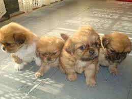 PEKINES CACHORROS BIEN LINDOS