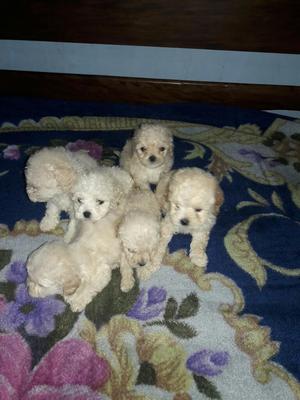 Perritos Cachorros Poodle Tois Importado