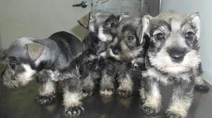 Schnauzer Miniatura