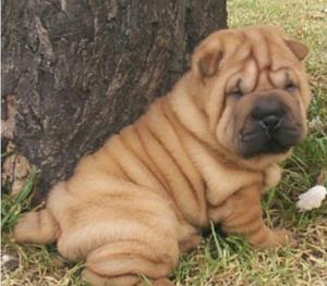 Sharpei