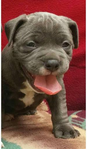 VENDO CACHORRO AMERICAN BULLY