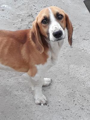 Adopcion Ciudad Tacna