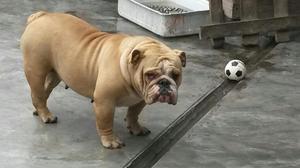 Bulldog Inglés Hembra en Venta