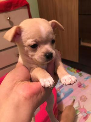 CHIHUAHUA EN VENTA