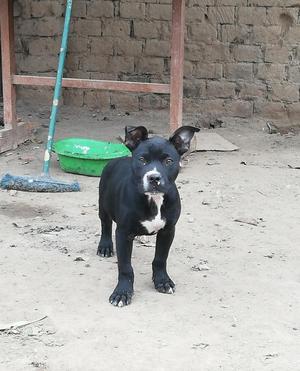 Cachorro Pitbull Fusion