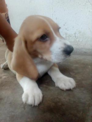 Cachorros Beagles Bicolor