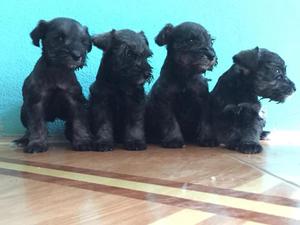 Cachorros Schnauzer