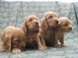 Cocker Spaniel Inglés Cachorros Adorable