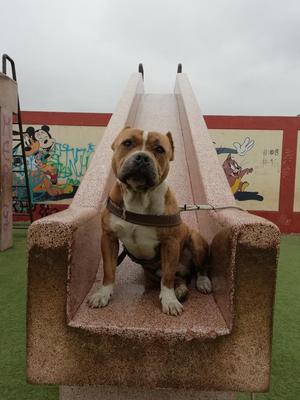 Fusión Bully