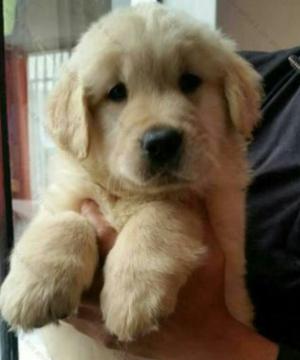 Golden Retriewer