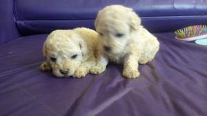 Hermozos cachorritos poodle toy