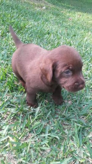 Labradores