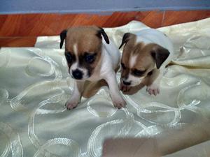 Lindos Cachorros Jack Russell