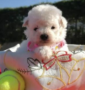 Poodle Lindos Caniches Minitoy