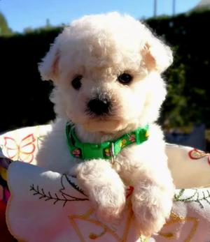 Poodle Miniaturas Tiernos Bebes