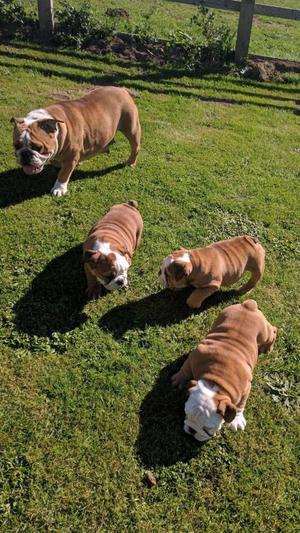 Tenemos cachorros bulldog inglés en adopcion