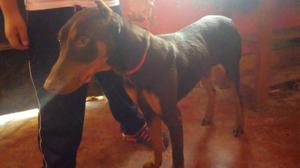 Vendo doberman de 6 meses