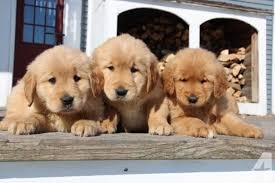 adorables cachorros de seleccion golden retriver