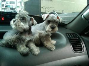 cachorritas excelentes schnauzer miniaturas