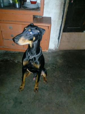 en Venta Doberman