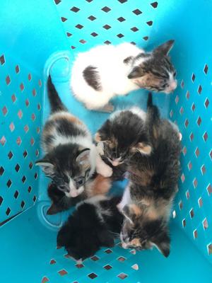 Ayuda Urgente para Estos Gatitos