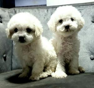 Bichon Frise Tiernos Bebes