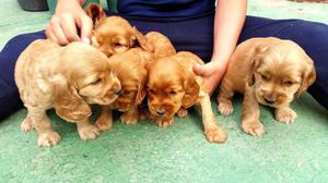 COCKER CACHORRITOS