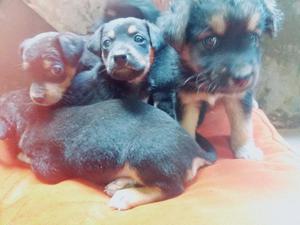 Cachorritas en Adopcion