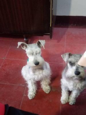 Cachorritos schnauzer Toy