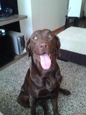 Cachorro Labrador