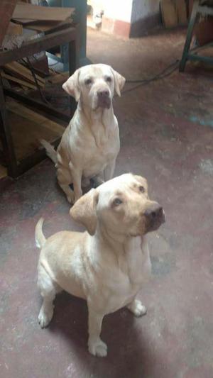 Cachorros Labrador dudley