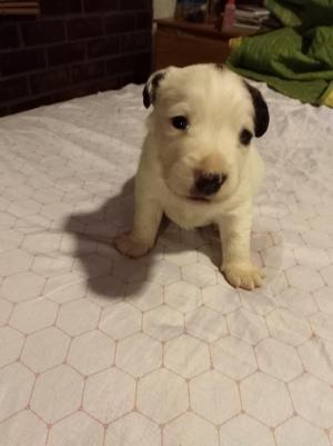 Cachorros jack russel