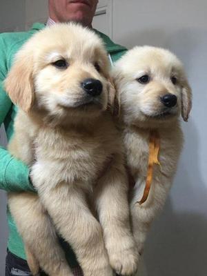 HERMOSOS CACHORROS GOLDEN RETRIVER