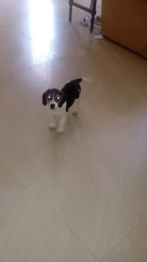 Hermosa Cachorra Beagle