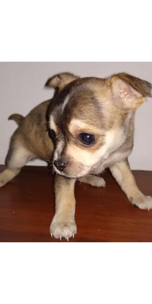 Hermoso Cachorro Chihuahua