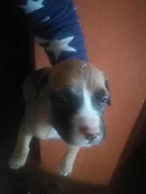 Lindo Cachorro Pitbull