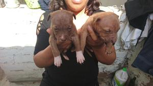 Pitbull Cachorros