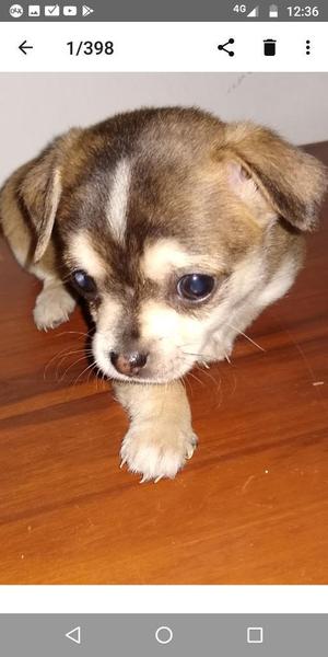 Precioso Cachorro Chihuahua