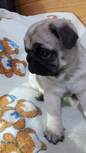 Pug Bellos Cachorros Full Pedigree