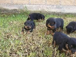 ROTTWEILER ROBUSTOS CACHORROS