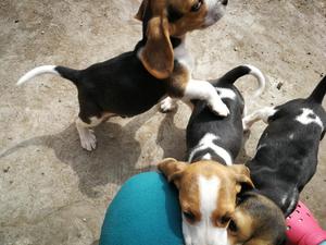 Remato Cachorras Beagles