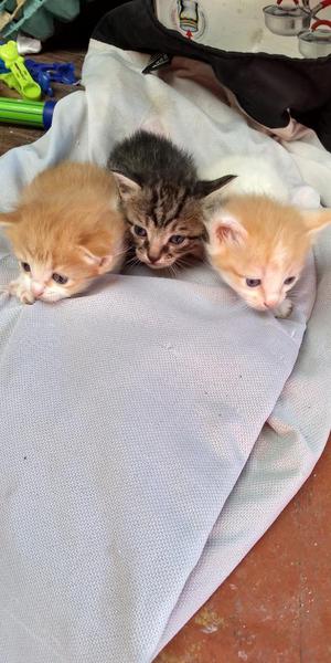 Se Regala Tres Gatitos Juntos por