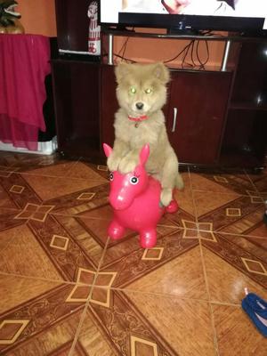 Vendo Chow Chow