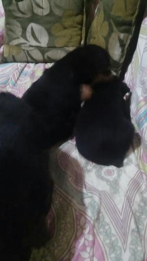 Venta de Rottwailer